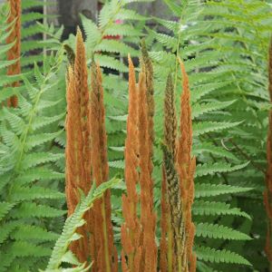 Osmunda cinnamomea – Cinnamon Fern – fern get a quote