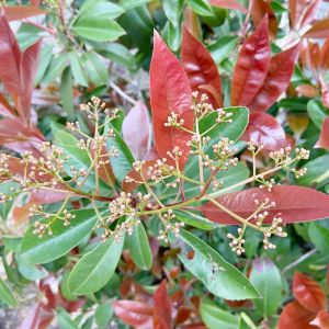 Photinia serratifolia – Photinia serrulata – Chinese Hawthorn – Chinese Photinia – Heteromeles – Stranvaesia – get a quote