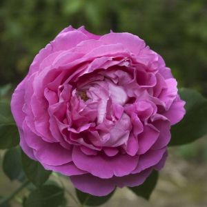 Rosa ‘Paul Neyron’ – Rose ‘Paul Neyron’ get a quote