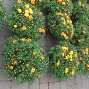 Hardy mum orange – Chrysanthemum get a quote
