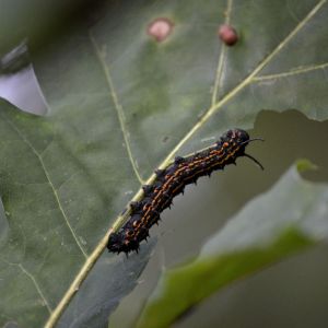 Orangestriped Oakworm – Anisota senatoria get a quote