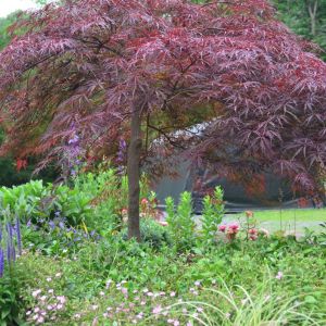 Acer palmatum var. dissectum ‘Red Dragon’ – Red Dragon Japanese Maple – Maple get a quote