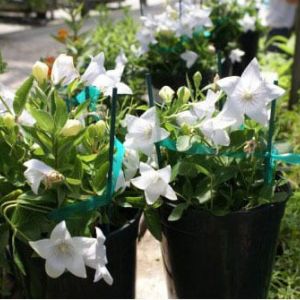 Platycodon ‘Fairy Snow’ – Balloon flower – get a quote