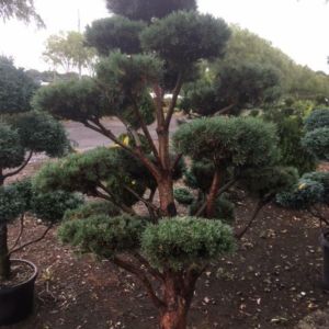 Topiary – Oriental pom pom –  scotch pine get a quote
