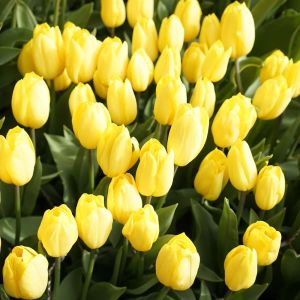 Tulipa ‘Strong Gold’ –  Tulip ‘Strong Gold’ get a quote