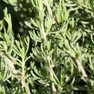 Artemisia caucasica – Artemisia lanata – Artemisia pedemontana – Mugwort – Sagebrush – Wormwood get a quote