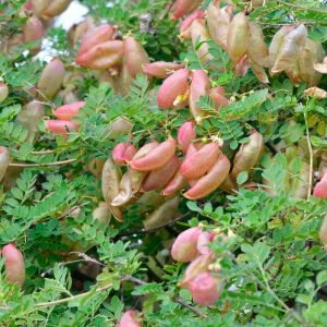 Colutea arborescens – Bladder Senna – get a quote