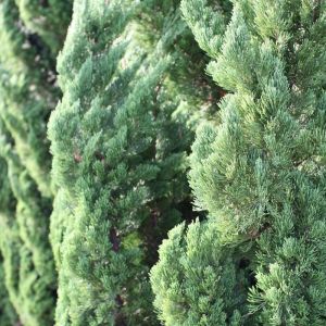 Juniperus chinensis ‘Keteleeri’ – Chinese Juniper – Sabina – Juniper get a quote