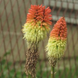 Kniphofia uvaria – Red-hot Poker – Torch Lily – Tritoma – Torch Flower – get a quote