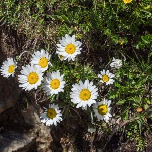 Leucanthemopsis alpina – Chrysanthemum alpinum – Alpine Chrysanthemum – get a quote