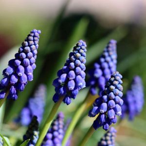 Muscari aucheri – Muscari lingulatum – Muscarimia – Grape Hyacinth – get a quote