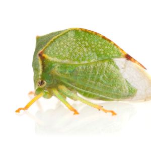 Buffalo Treehopper – Stictocephala bisonia get a quote