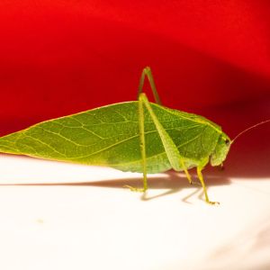 True Katydid – Pterophylla carnellifolia get a quote