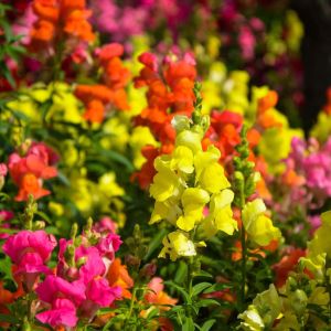 Antirrhinum majus ‘Floral Showers’ – Snapdragon get a quote