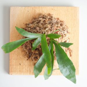 Platycerium andinum – Staghorn Fern – get a quote