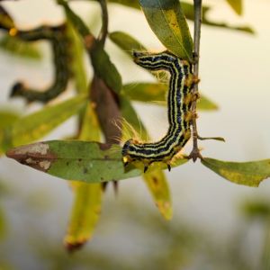 Yellownecked Caterpillar – Datana ministra get a quote