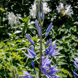 Camassia c.l. caerulea – bulb get a quote