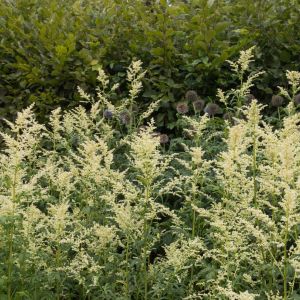 Artemisia lactiflora – White Mugwort – Mugwort – Sagebrush – Wormwood get a quote
