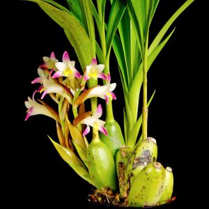 Coelia – Bothriochilus – Orchid get a quote