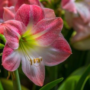 Hippeastrum ‘Apple Blossom’ – Amaryllis – Barbados Lily – get a quote