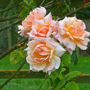 Rosa ‘Compassion’ – Rose ‘Belle de Londres’ – Rose ‘Compassion’ – Rosa ‘Belle de Londres’ get a quote