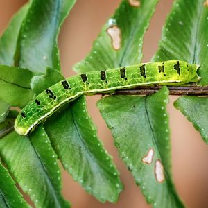 Florida Fern Caterpillar – Calllopistria floridensis get a quote