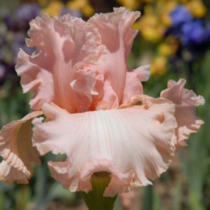 Iris ‘Pink Bubbles’ get a quote