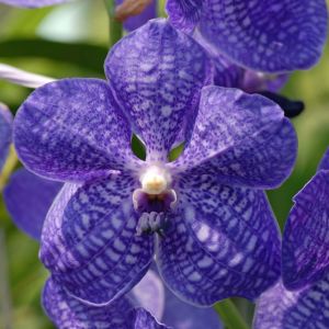 Vanda Orchid get a quote