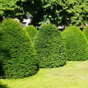 Buxus x ‘Green Mountain’ – Box – Boxwood – get a quote