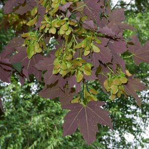 Acer pseudoplatanus ‘Atropurpureum’ ‘ ‘Purple Sycamore Maple’ ” ‘Sycamore Maple’ ‘ ‘Planetree Maple’ – Maple get a quote