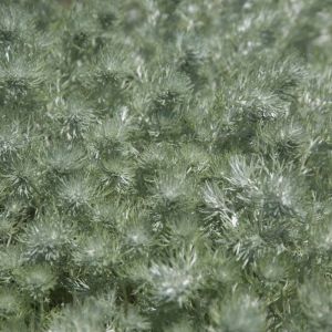Artemisia schmidtiana ‘Nana’ – Silvermound – Satiny Wormwood – Mugwort – Sagebrush – Wormwood get a quote