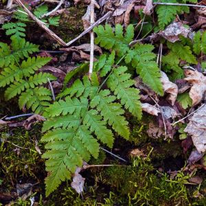 Dryopteris carthusiana – Spinulose Wood Fern – Toothed Wood Fern – Buckler Fern – Shield Fern – Wood Fern – get a quote