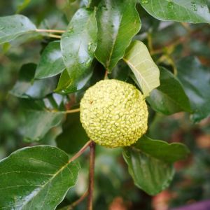 Maclura pomifera – Maclura aurantiaca – Osage orange – Cudrania – get a quote