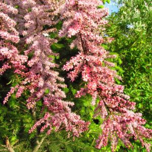 Tamarix parviflora – Early Tamarisk – Small-flowered Tamarisk – Tamarisk – Tamarisk Salt Cedar – get a quote