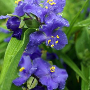 Tradescantia x andersoniana ‘Zwanenburg Blue’ – Rhoeo ‘ Setcreasea – Zebrina – Spiderwort get a quote