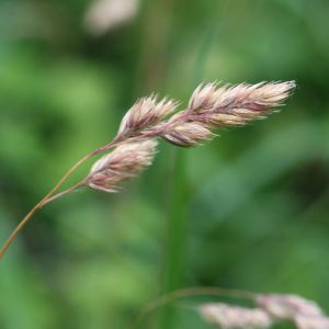 Dactylis glomerata – Cocksfoot – Orchard Grass – get a quote