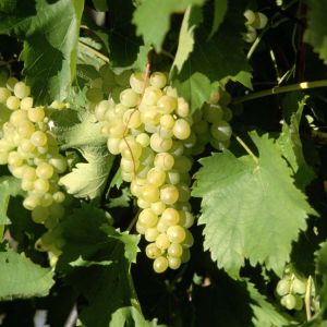 Vitis vinifera ‘Riesling’ – Grape  – get a quote