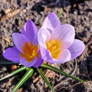 Crocus sieberi ‘Firefly’ – bulb get a quote