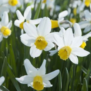 Narcissus  ‘Jack Snipe’ – Daffodil ‘Jack Snipe’ get a quote