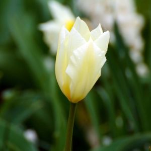 Tulipa ‘Sweetheart’ – Tulip ‘Sweetheart’ get a quote