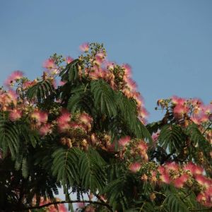 Albizia julibrissin ‘Boubri’ – Mimosa Tree – get a quote
