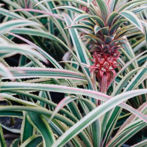 Ananas comosus ‘Variegatus’ – Ananas comosus var. variegatus – Pineapple – Commercial pineapple bromeliad get a quote