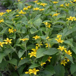 Chrysogonum virginianum ‘Pierre’ – Golden Knee – Golden Star – get a quote