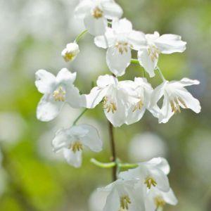 Halesia diptera – Two-winged Silverbell – Silverbell – Snowdrop Tree – get a quote