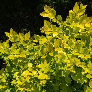 Ligustrum ‘Vicaryi’ – Golden Vicary Privet – Privet – get a quote