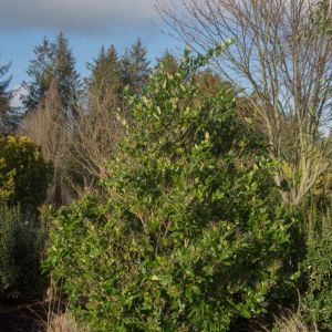 Ligustrum japonicum ‘Texanum’ – Japanese Privet – Privet – get a quote