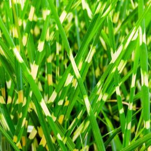 Miscanthus sinensis ‘Zebrinus’ – Zebra Grass – Eulalia Grass get a quote