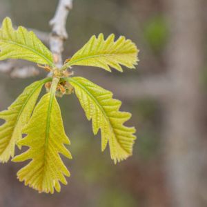 Quercus macrocarpa – Bur Oak – Mossycup Oak – Oak – get a quote