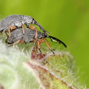 Hollyhock Weevil – Apion longirostre get a quote