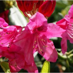 Rhododendron – Nova Zembla Rhododendron get a quote